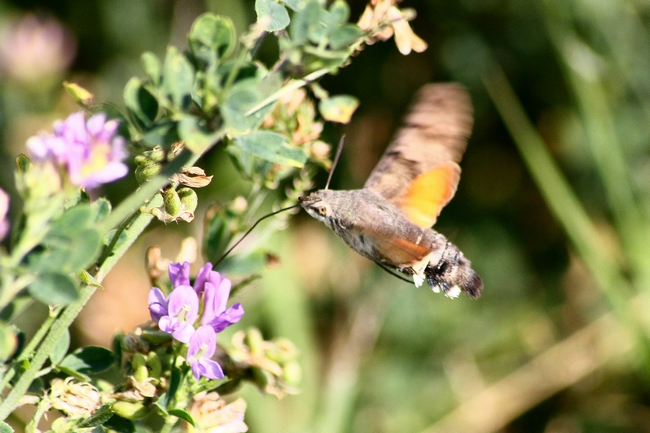 Macroglossum stellatarum